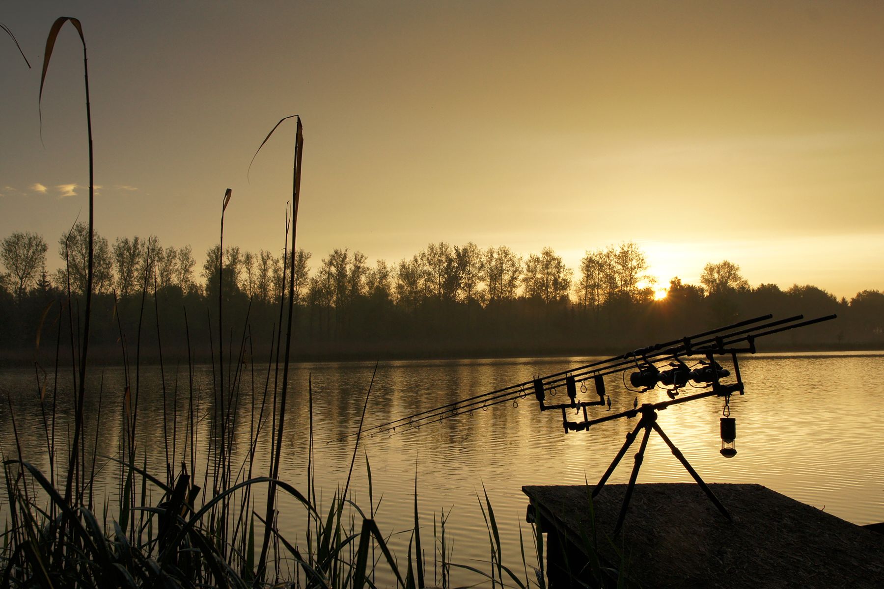 Drei Karpfenruten auf einem Rod Pod vor goldenem Sonnenaufgang an einem Stausee, Schilf im Vordergrund